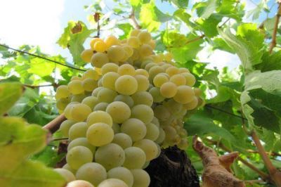 Intervenci�n estatal mejorar� el precio de la uva
