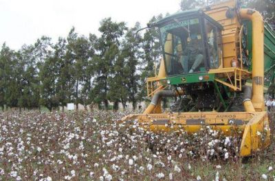 Con apenas 3000 hect�reas, precios y rindes bajos, el algod�n perdi� el reinado en el departamento Fern�ndez﻿