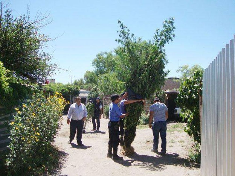 Crece en Mendoza el fen�meno de cultivar plantas de marihuana
