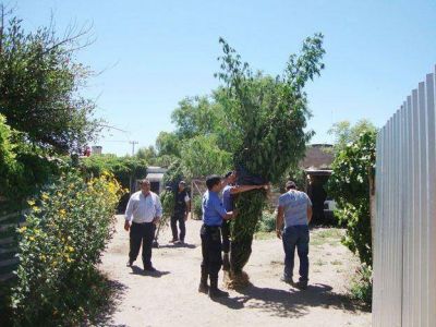 Crece en Mendoza el fen�meno de cultivar plantas de marihuana
