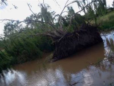 Cortes de servicios, �rboles y antenas ca�das por un fuerte temporal en San Luis