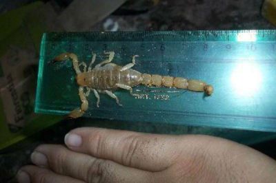 Un escorpi�n "gigante" caus� temor en una vivienda del B� Solar Mariano Moreno
