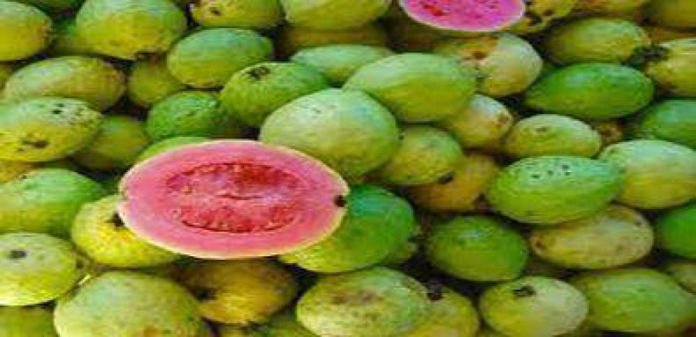Destacan las bondades de las frutas aut�ctonas