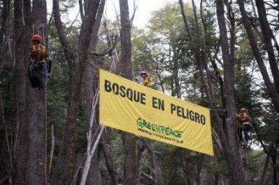 Organizaciones ambientalistas advierten pocos avances en la aplicaci�n de la Ley de Bosques