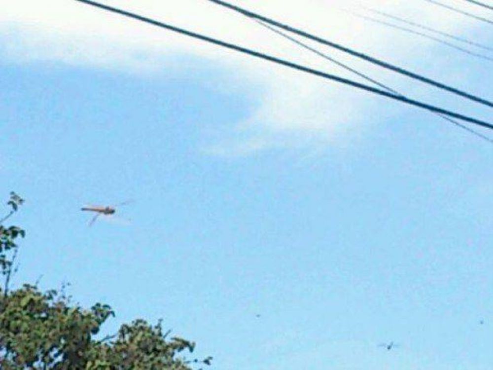 Sorpresa por �invasi�n� de lib�lulas en la ciudad
