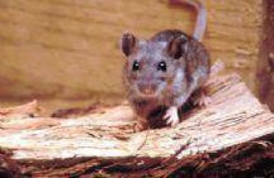 Muri� un obrero oranense por hantavirus