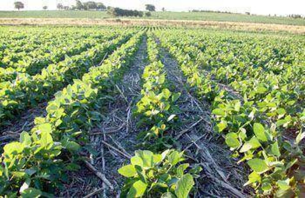 Crece la preocupaci�n en el sector agropecuario por la falta de lluvia