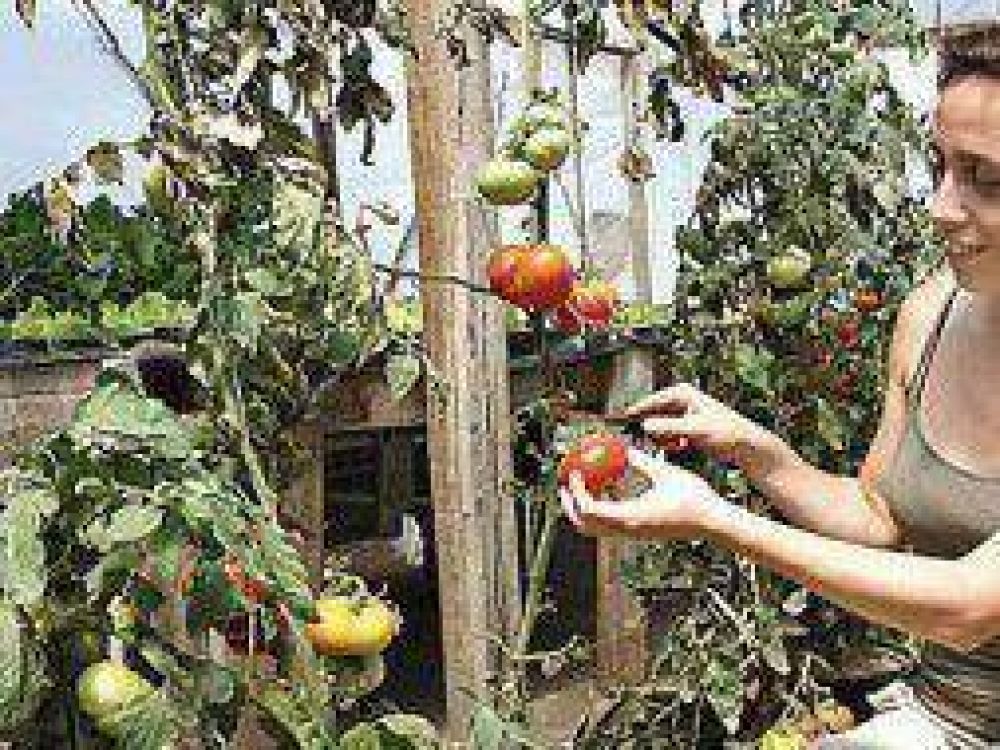 La Plata: Nueva edici�n de la Fiesta del Tomate