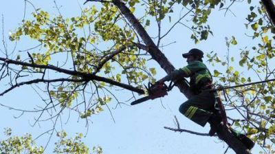 El arbolado urbano est� peor