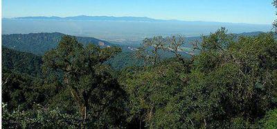 Jujuy: abrieron convocatoria para proyectos de conservaci�n y manejo de bosques nativos