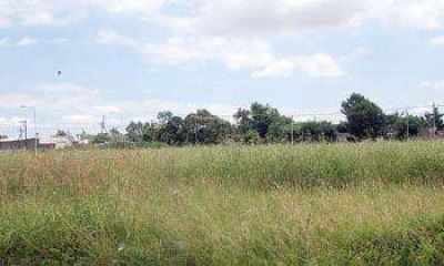 Surgen nuevos reclamos por la presencia de pastos altos en terrenos bald�os