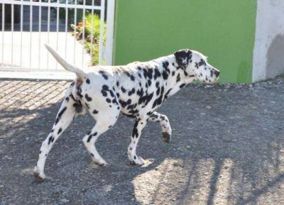 Regresan los servicios de Patentamiento y castraci�n de mascotas