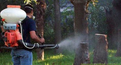 Barrio Luj�n: encontraron mosquitos adultos de Aedes, los principales transmisores del dengue
