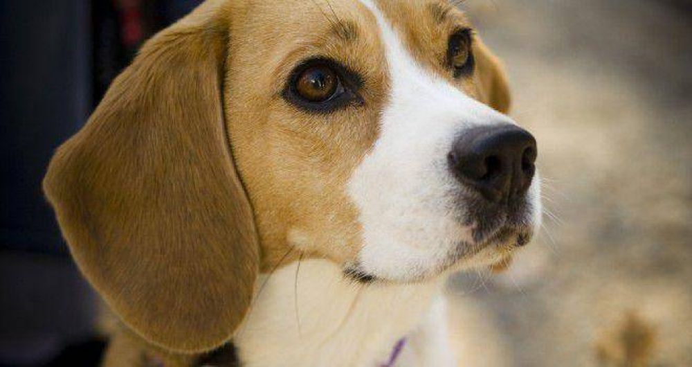 Inglaterra ordena que todos los perros del pas tengan un microchip para 2016