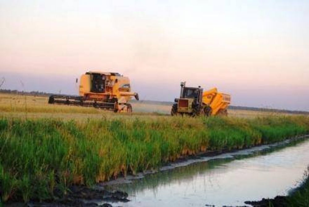 Con buenas expectativas, se inici� la cosecha de arroz en la provincia 
