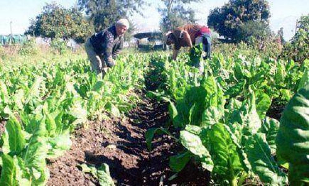 Impulsan proyecto de jubilaci�n para el productor tabacalero