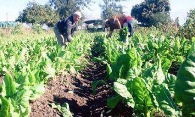 Impulsan proyecto de jubilaci�n para el productor tabacalero