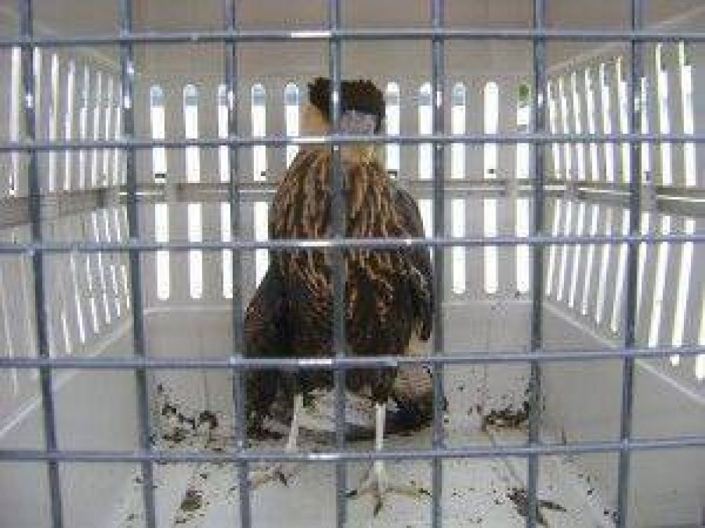 M�s de 350 aves santiague�as que hab�an sido secuestradas, ser�n devueltas a su h�bitat natural