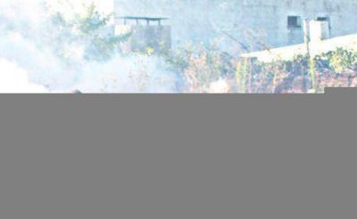 Encontraron mosquitos del dengue en el barrio Luj�n e intensifican la fumigaci�n