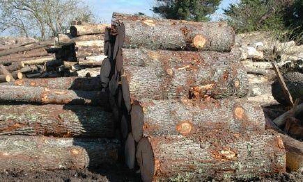 Feriados generar�n millonaria suba de costos en industria de la madera
