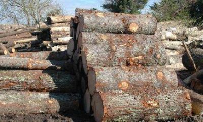 Feriados generar�n millonaria suba de costos en industria de la madera