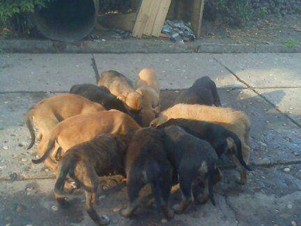 Una ordenanza dispuso multar a quienes alimenten a animales en la calle