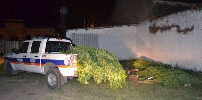 Fue aprehendido un joven que ten�a en su casa 18 plantas de marihuana y 600 gramos de marihuana