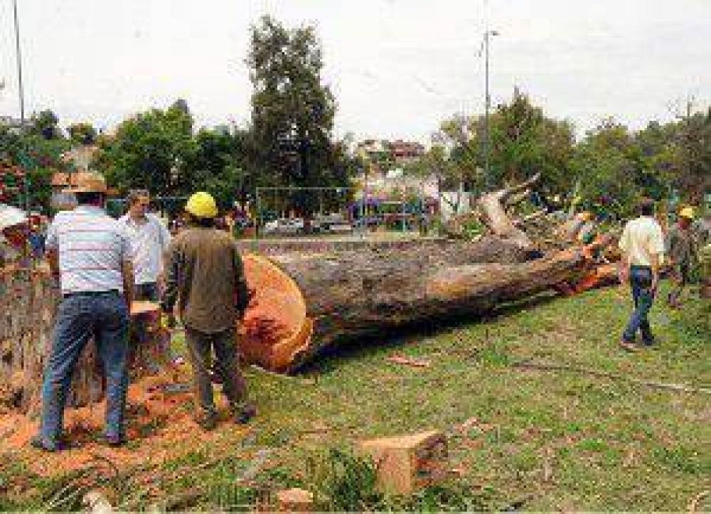Reforestaci�n y mantenimiento del Parque San Mart�n