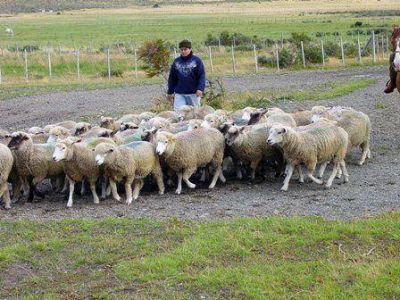 Acuerdan acciones para fortalecer la producci�n ovina en la Puna Salte�a