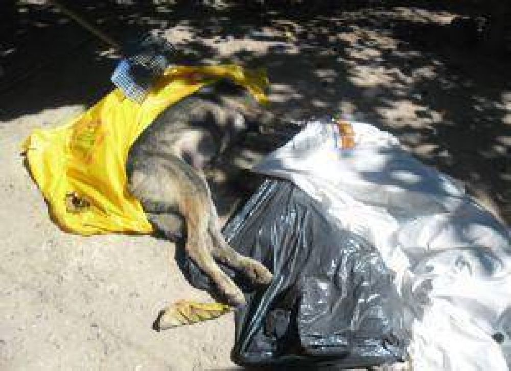 Nueva matanza de perros en la ciudad genera consternaci�n