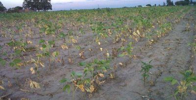Crece la preocupaci�n en el campo por la sequ�a: �La cosecha puede ser un fracaso�