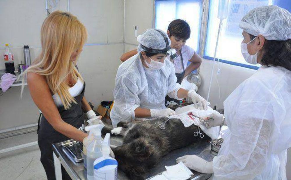 Apani: 200 castraciones en los barrios de la ciudad