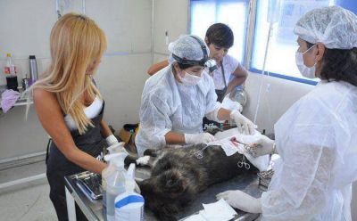 Apani: 200 castraciones en los barrios de la ciudad