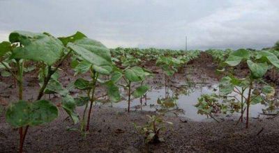 El agua trajo alivio a las zonas productivas del Chaco