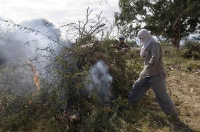 700 personas combatieron al mosquito por toda la ciudad