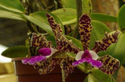 Promocionar�n �Misiones en Flor� en la 9 de Julio
