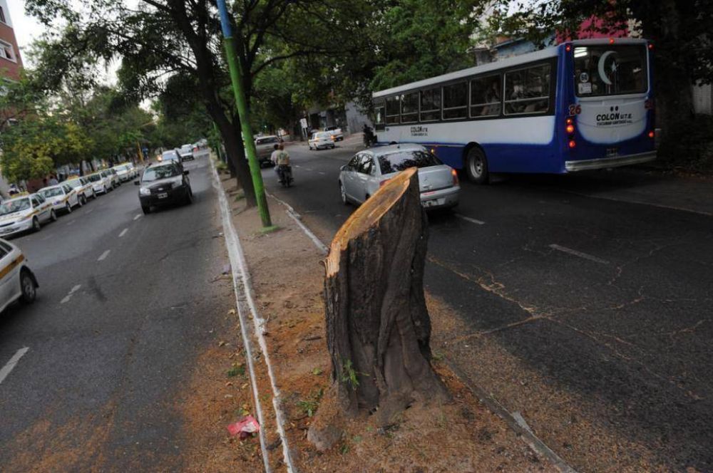 La platabanda es demasiado estrecha y los �rboles colapsan