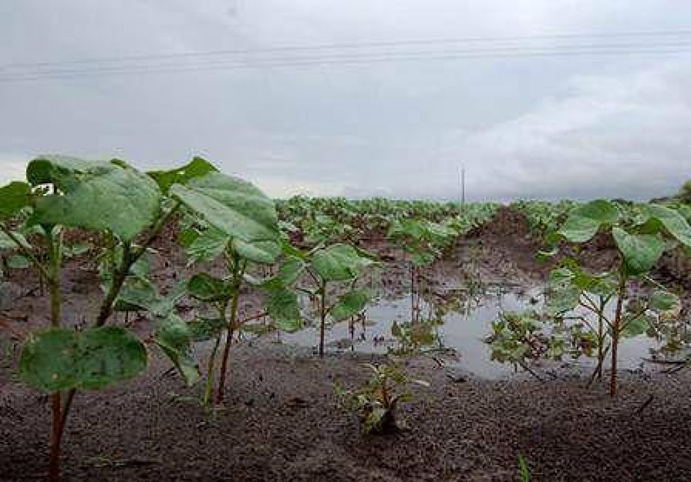 Las lluvias trajeron alivio a las zonas productivas de la provincia