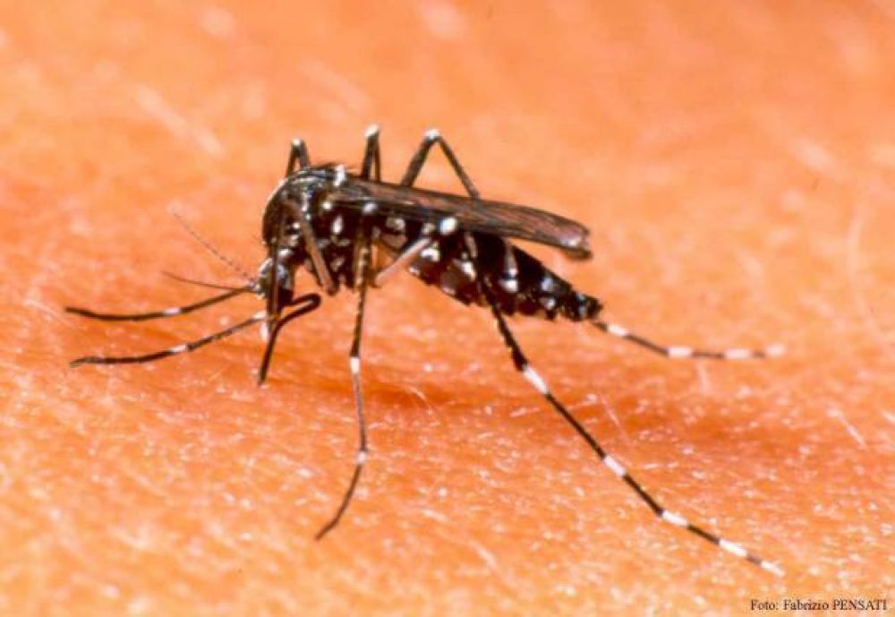 Advierten sobre posible aparici�n de brote de dengue