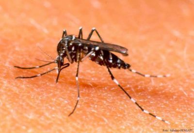 Advierten sobre posible aparici�n de brote de dengue