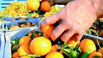 Ante plaga que ataca al citrus, extreman medidas para transportar el producto a otras provincias