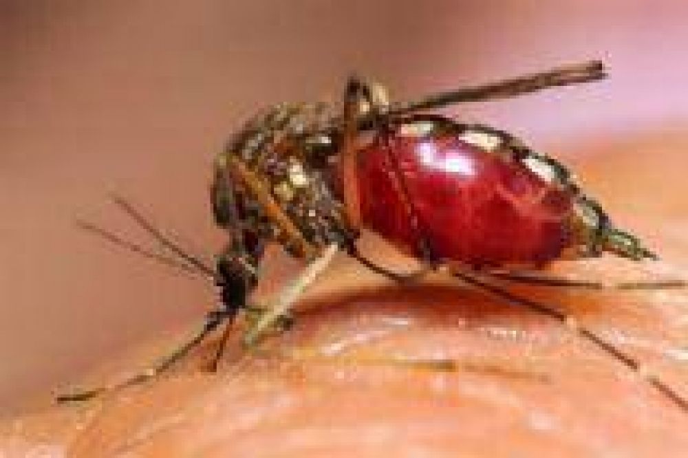 Hay tres casos de dengue en Salta