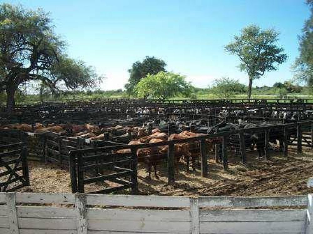 Se realiza este jueves el primer remate del a�o en el rural de Machagai