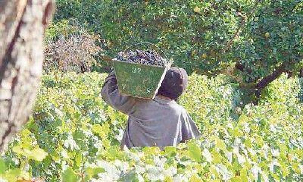 Productores exigen que se suspendan las inspecciones laborales a las fincas