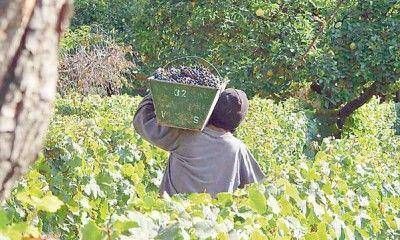Productores exigen que se suspendan las inspecciones laborales a las fincas