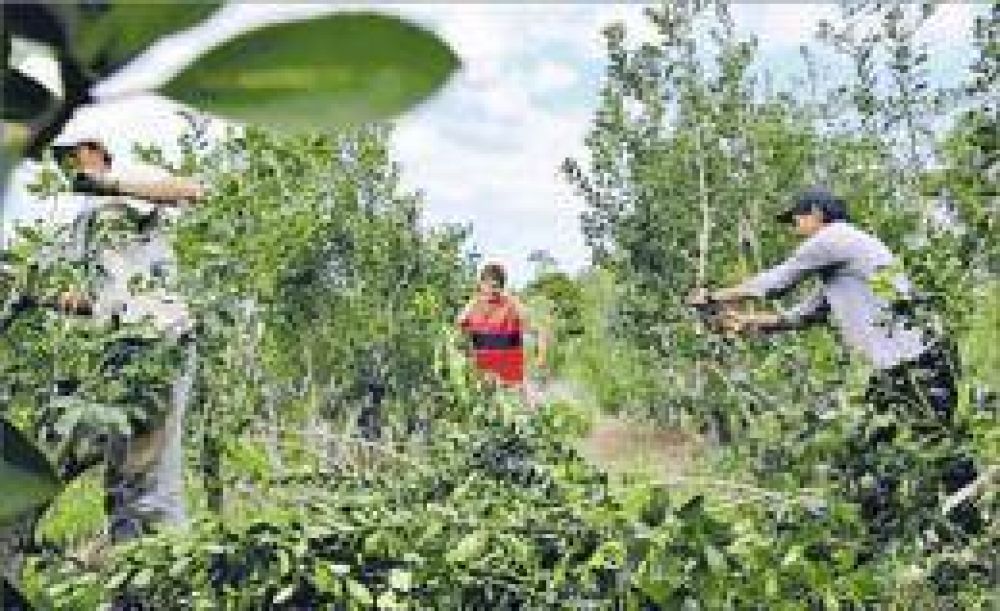 Hoy se iniciar�n las negociaciones para establecer los nuevos valores de la yerba mate