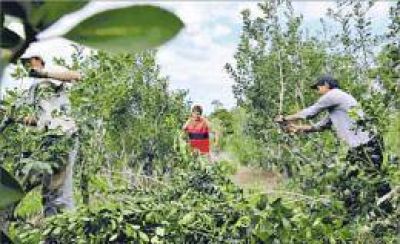Hoy se iniciar�n las negociaciones para establecer los nuevos valores de la yerba mate