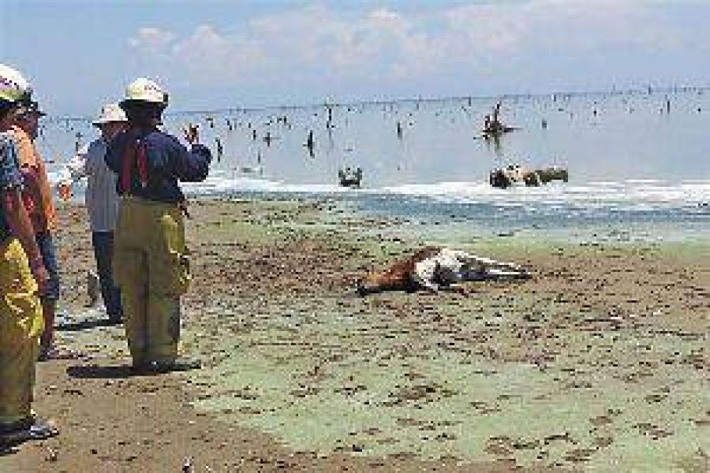 Mancha t�xica aniquil� a cientos de animales en el Lago y advierten sobre riesgo sanitario