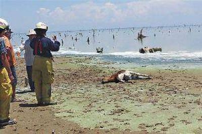 Mancha t�xica aniquil� a cientos de animales en el Lago y advierten sobre riesgo sanitario