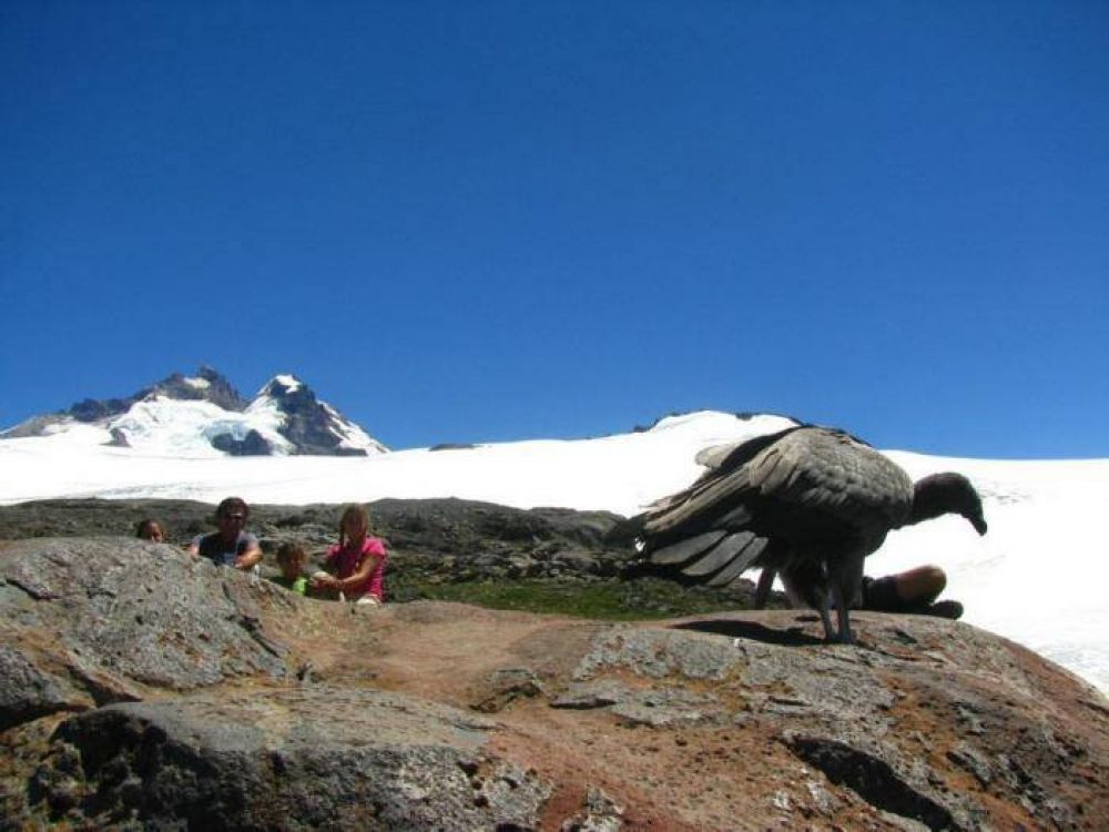 Un c�ndor, el guardi�n de un refugio de monta�a